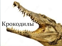 Урок с элементами презентации Крокодилы