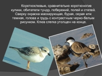 Презентация к уроку Ржанковые птицы