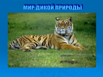 Мир дикой природы презентация для детей с ограниченными возможностями