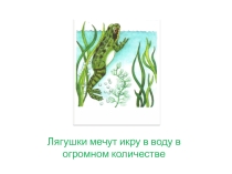 Превращение головастика