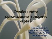 Презентация по биологии на тему Плоские черви (7 класс)