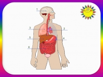 Строение человека. УМК Школа России, 3 класс.