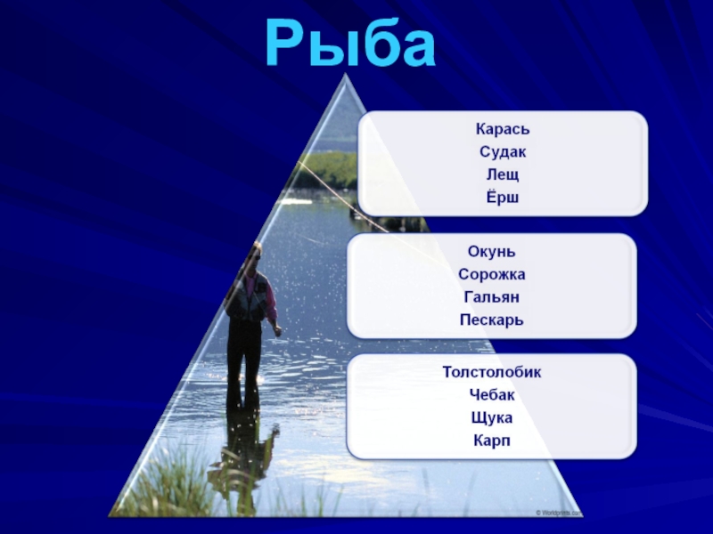 Природные ресурсы Родинского района Рыба Рыба