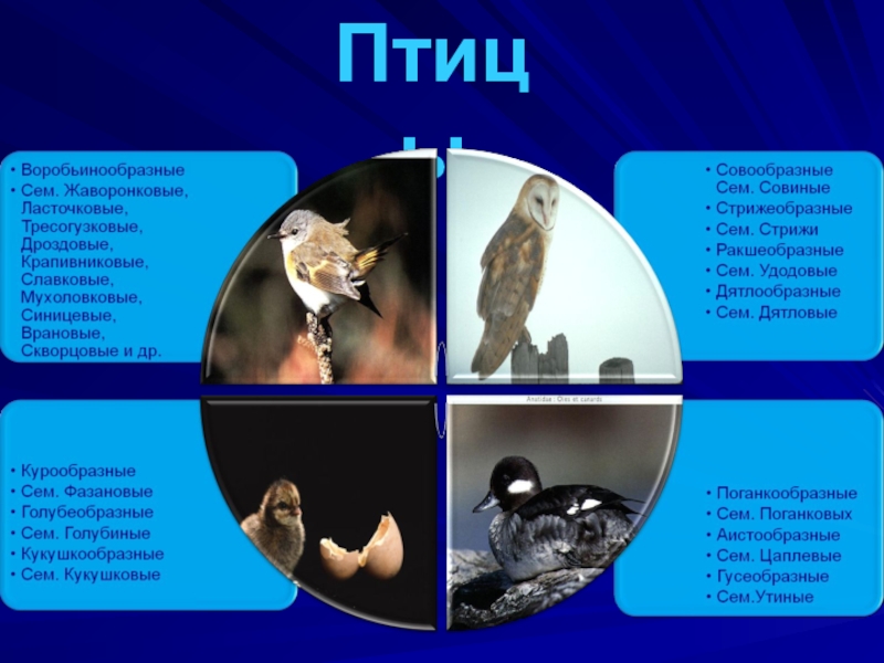 Природные ресурсы Родинского района Птицы Птицы