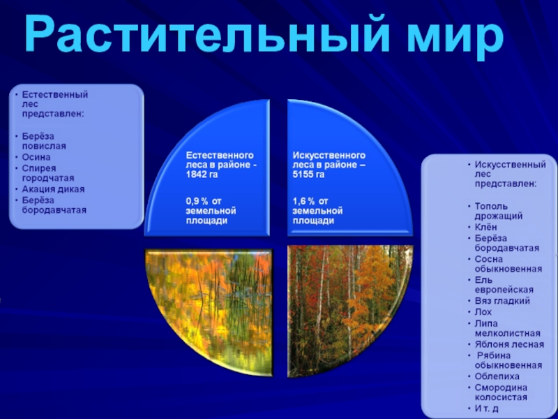 Природные ресурсы Родинского района Растительный мир Растительный мир