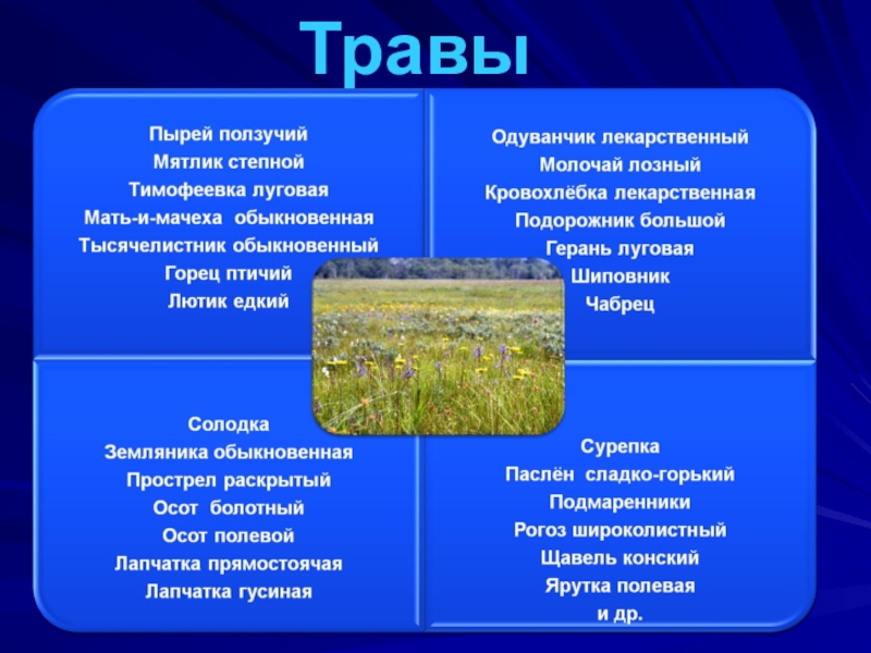 Природные ресурсы Родинского района Травы Травы