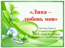 Липа - любовь моя