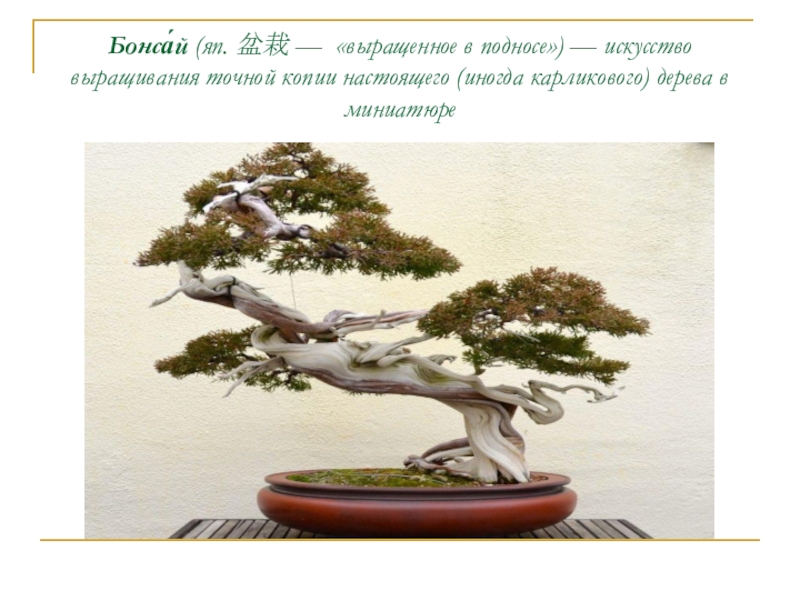 Презентация Япония- страна-наоборот (11 класс) Бонса́й (яп. 盆栽 — «выращенное в подносе») — искусство выращивания точной копии Бонса́й (яп. 盆栽 — «выращенное в подносе») — искусство выращивания точной копии настоящего (иногда карликового) дерева в миниатюре