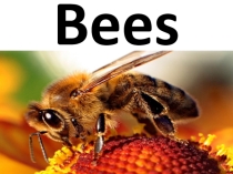 Презентация по английскому языку Life of the bees