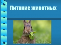 Презентация по биологии на тему Питание животных (6 класс)