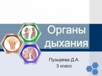 Презентация Органы дыхания (3-4 класс)