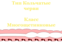 Презентация по биологии на тему Многощетинковые черви (Кольчатые)