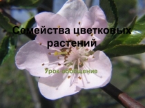 Семейства цветковых растений (урок-обобщение)