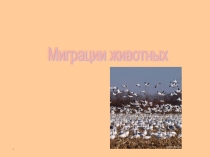 Миграции животных (5-9 класс)