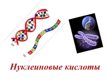 Презентация по химии на тему Нуклеиновые кислоты