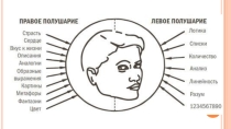 Презентация по биологии на тему Вегетативная НС (8 класс)