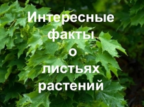Презентация по биологии на тему Интересные факты о листьях растений