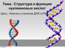 Презентация по биологии на тему: Структура и функции Нуклеиновых кислот.