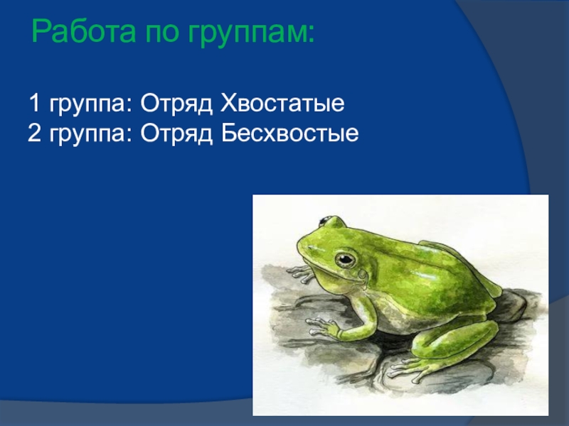 Презентация по биологии на тему Многообразие земноводных (7 класс) Работа по группам: 1 группа: Отряд Хвостатые2 группа: Отряд Бесхвостые Работа по группам: 1 группа: Отряд Хвостатые2 группа: Отряд Бесхвостые