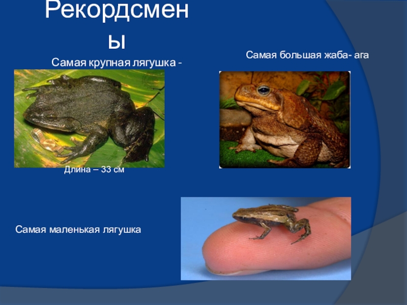 Презентация по биологии на тему Многообразие земноводных (7 класс) Рекордсмены Самая крупная лягушка - голиафДлина – 33 смСамая большая жаба- агаСамая маленькая лягушка Рекордсмены Самая крупная лягушка - голиафДлина – 33 смСамая большая жаба- агаСамая маленькая лягушка