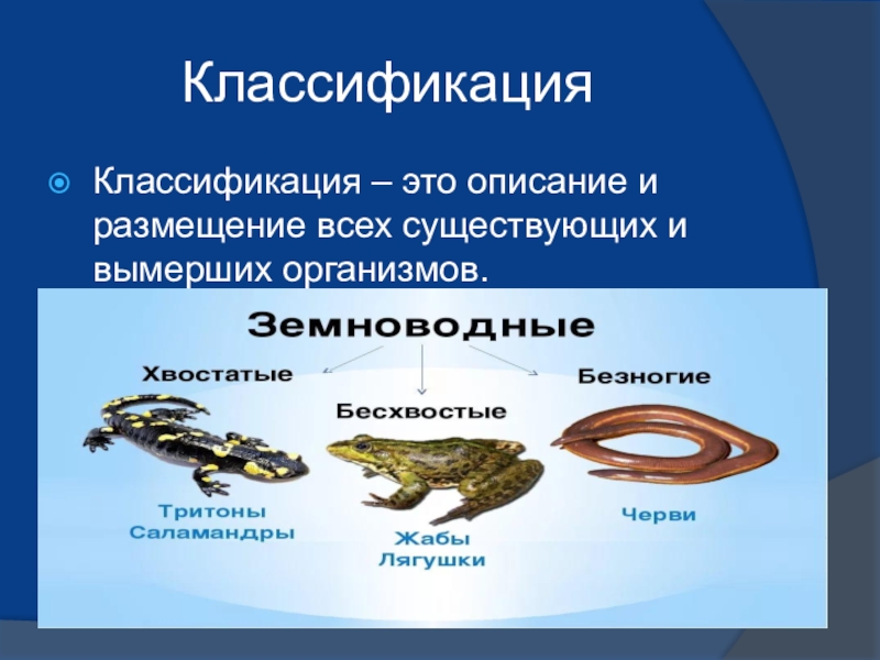Презентация по биологии на тему Многообразие земноводных (7 класс) КлассификацияКлассификация – это описание и размещение всех существующих и вымерших организмов. КлассификацияКлассификация – это описание и размещение всех существующих и вымерших организмов.