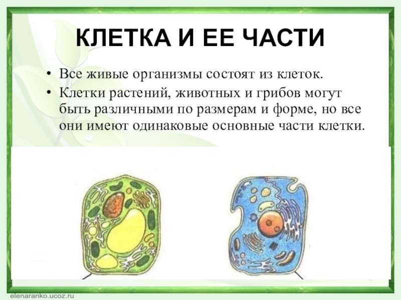 Тело состоит из 2 клеток. Организм состоит из. Организм состоит из клеток. Все живые организмы состоят из клеток. Размеры клеток растений.