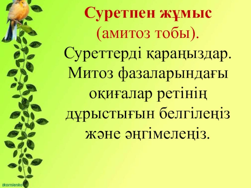 Биология пәнінен Митоз тақырыбына презентация (10 сынып) Өзін-өзі ұдайы өндіру – тіріге тән жалпылама қасиет. Митоз.Суретпен жұмыс (амитоз Өзін-өзі ұдайы өндіру – тіріге тән жалпылама қасиет. Митоз.Суретпен жұмыс (амитоз тобы). Суреттерді қараңыздар. Митоз фазаларындағы оқиғалар
