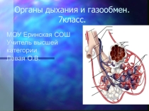 Презентация по биологии на тему Органы дыхания и газообмен (9 класс)