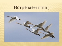 Презентация к занятию Встречаем птиц