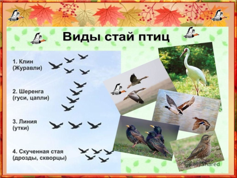 Презентация Как ты осень хороша!