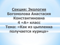 Как из цыпленка получается курица