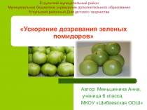 Презентация по биологии на тему Ускорение дозревания зеленых помидоров