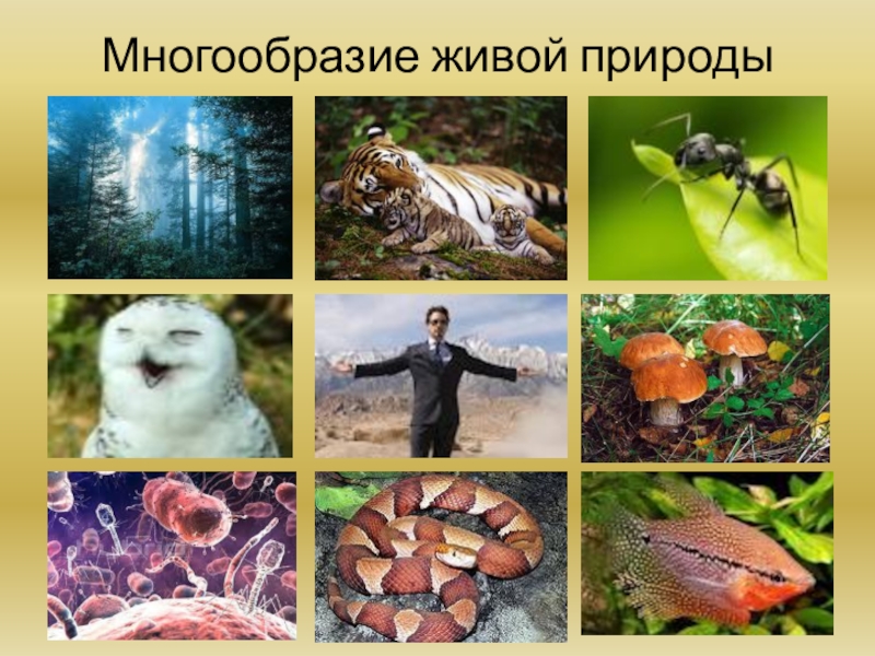 Презентация к уроку окружающий мир 3 класс. Тема Как нам жить в дружбе с природой Многообразие живой природы Многообразие живой природы