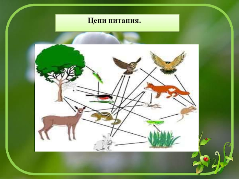 Презентация творческого проекта Лес Югры и его обитатели Цепи питания. Цепи питания.