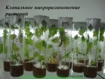 Клональное размножение растений