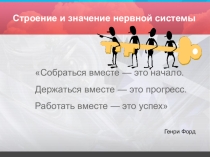 Презентация по биологии на тему  Нервная система(8 класс)