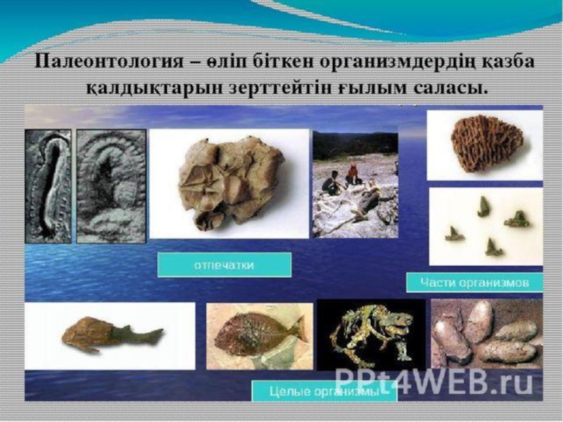 по биологии на тему жердің даму тарихы