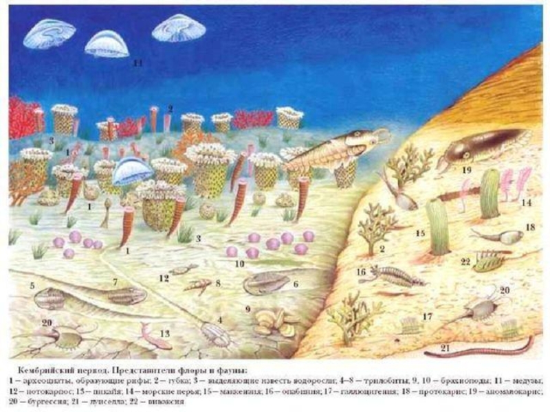 по биологии на тему жердің даму тарихы