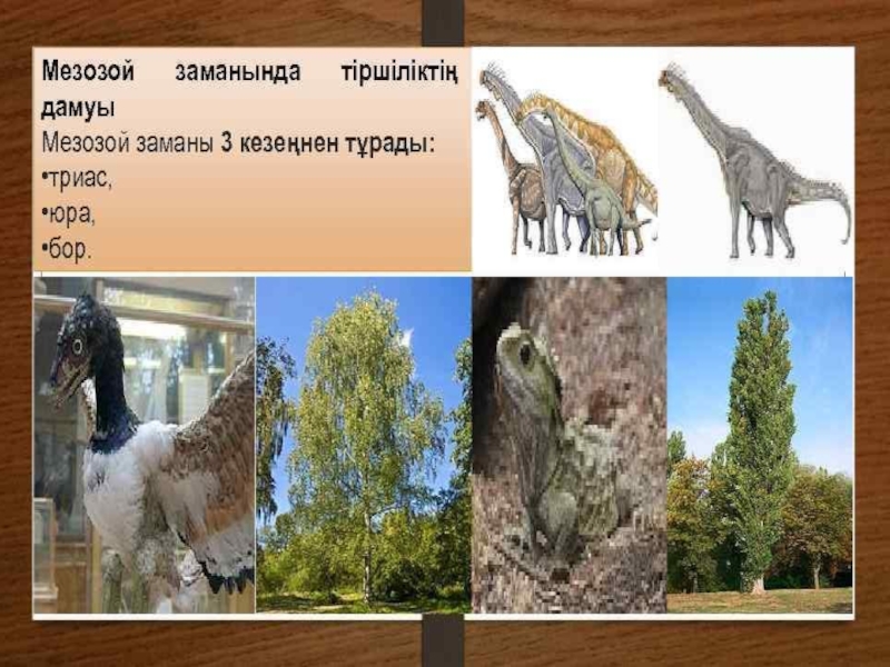 по биологии на тему жердің даму тарихы