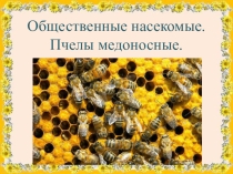 Презентация по биологии Пчелы медоносные