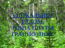 Проект по географии на тему Роща пихты грациозной