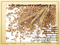 Презентация исследовательской работы От зернышка к хлебушку
