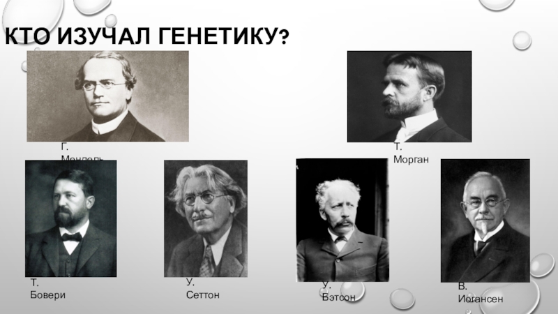Презентация учебно - исследовательской работы по биологии на тему ИЗУЧЕНИЕ ЗАКОНОМЕРНОСТЕЙ МОНОГИБРИДНОГО СКРЕЩИВАНИЯ НА ПРИМЕРЕ МОЕЙ СЕМЬИ. КТО ИЗУЧАЛ ГЕНЕТИКУ?Г. МендельТ. БовериУ. СеттонУ. БэтсонВ. ИогансенТ. Морган КТО ИЗУЧАЛ ГЕНЕТИКУ?Г. МендельТ. БовериУ. СеттонУ. БэтсонВ. ИогансенТ. Морган