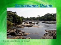 Презентация по познавательному развитию для подготовительной группы Этот удивительный жираф.