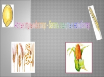 Астық тұқымдастар. Жабайы өсетін, мәдени, дәрілік, маңызды халық шаруашылығының өсімдіктері.