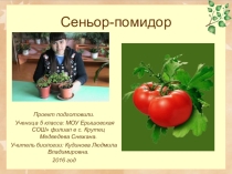 Презнтация по биологии на тему Синьор-помидор