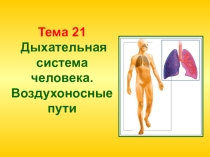 Презентация к лекции по анатомии и физиологии человека по теме Дыхательная система человека для студентов 2 курса медицинского колледжа №2 г. Москва