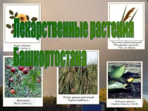 Зеленая аптека