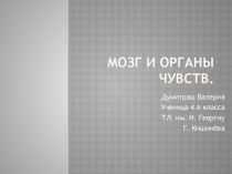 Презентация по познанию мира  Мозг и органы чувств Думитраш Валерия, 4-а класс