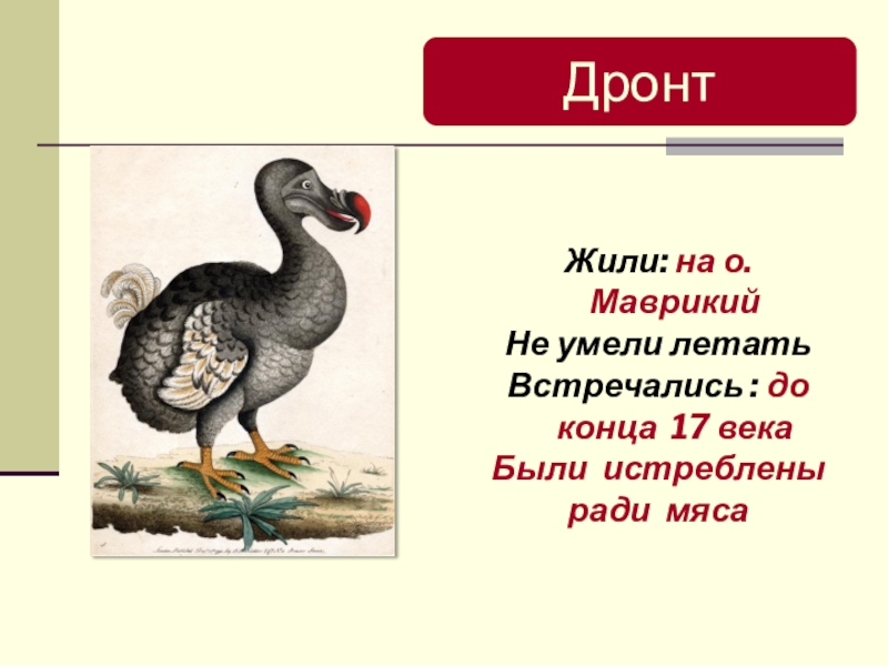 Презентация по биологии Классификация животных ДронтЖили: на о. МаврикийНе умели летатьВстречались : до конца 17 векаБыли истреблены ради мяса ДронтЖили: на о. МаврикийНе умели летатьВстречались : до конца 17 векаБыли истреблены ради мяса